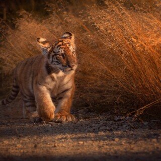 Baby-Animal_0756