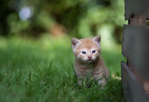 Baby-Animal_0760.jpg