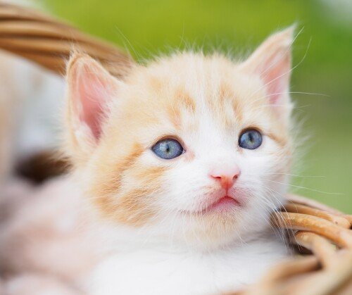 Baby-Animal_0766.jpg