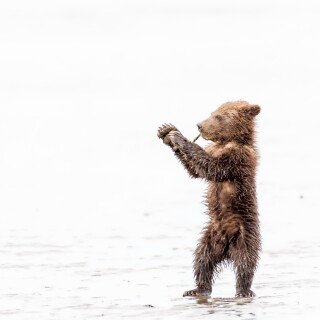Baby-Animal_0775