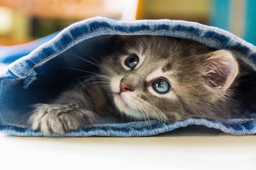 Baby-Animal_0785.jpg