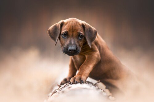 Baby-Animal_0791.jpg