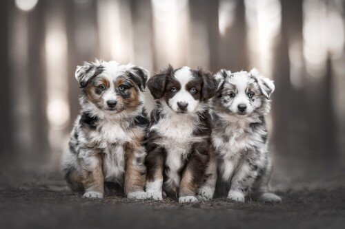 Baby-Animal_0793.jpg