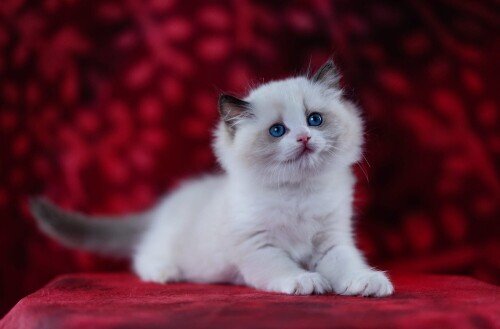 Baby-Animal_0800.jpg