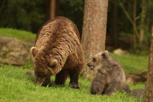 Baby Animal 0826