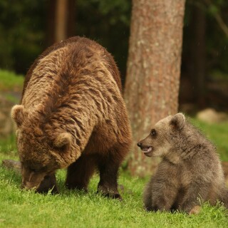 Baby-Animal_0826