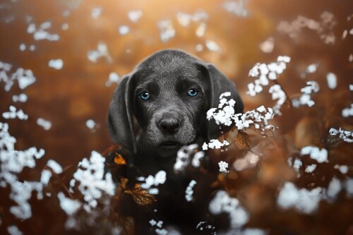 Baby-Animal_0829.jpg