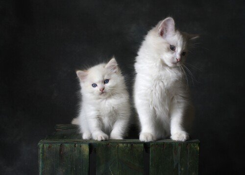 Baby-Animal_0842.jpg