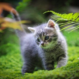 Baby-Animal_0860