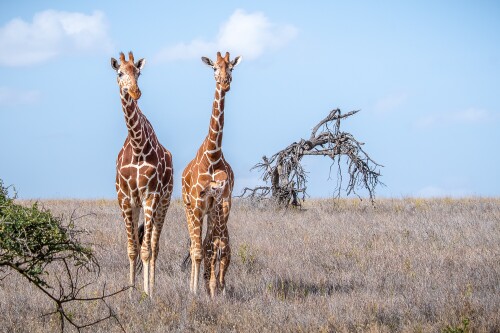 Baby Animal 0861