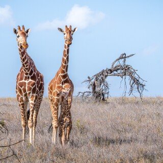 Baby-Animal_0861