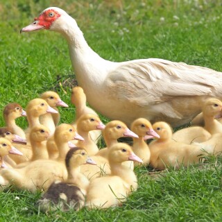 Baby-Animal_0864