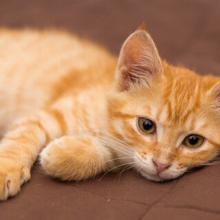 Baby-Animal_0868