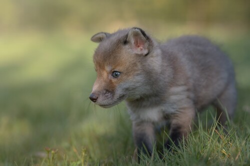 Baby-Animal_0873.jpg