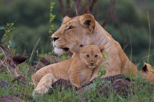 Baby-Animal_0874.jpg