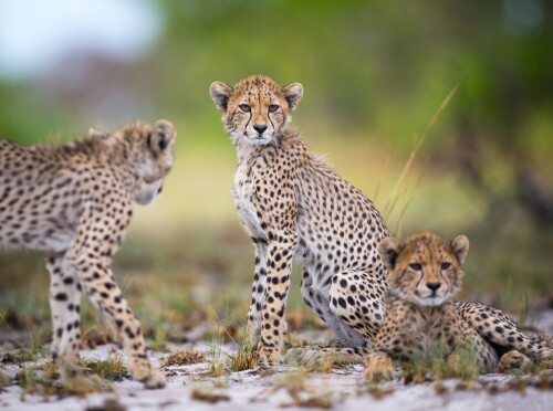 Baby-Animal_0899.jpg