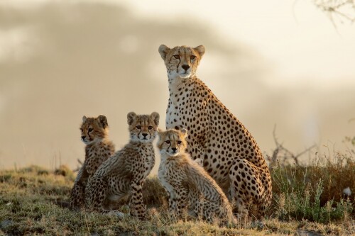 Baby Animal 0908