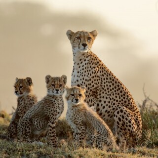 Baby-Animal_0908