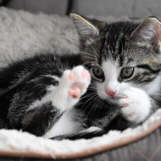 Baby-Animal_0909