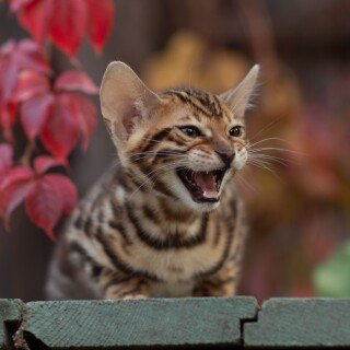 Baby-Animal_0921