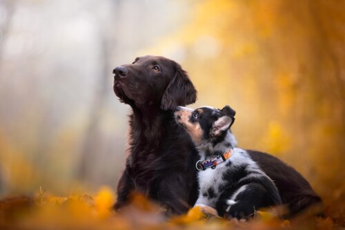Baby Animal 0931