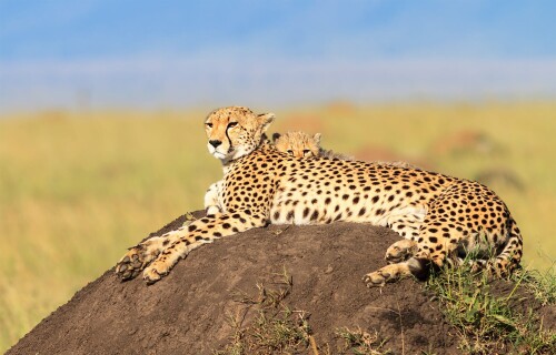 Baby-Animal_0960.jpg