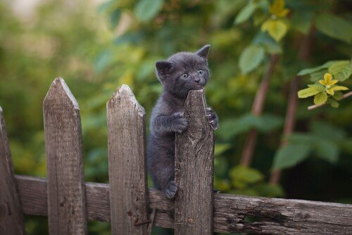 Baby-Animal_0962.jpg