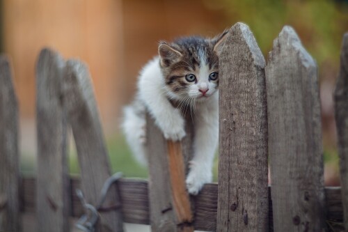 Baby-Animal_0973.jpg