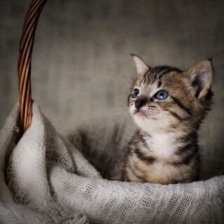 Baby-Animal_1029