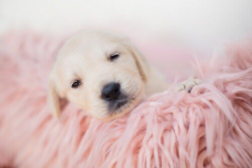 Baby-Animal_1031.jpg