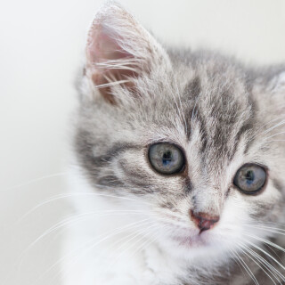 Baby-Animal_1052
