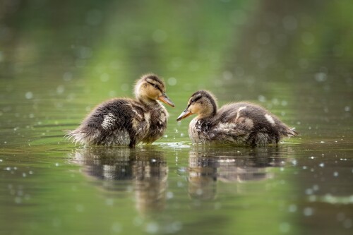 Baby-Animal_1054.jpg