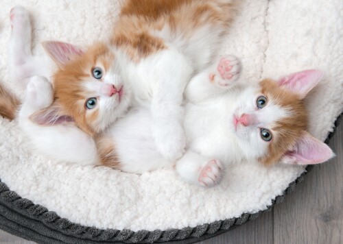 Baby-Animal_1055.jpg