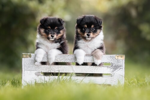 Baby-Animal_1090.jpg