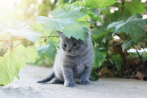 Baby-Animal_1092.jpg