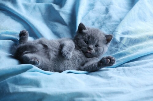 Baby Animal 1093