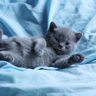 Baby-Animal_1093