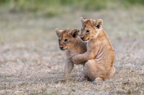 Baby-Animal_1097.jpg