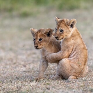Baby-Animal_1097