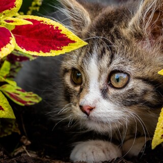 Baby-Animal_1102