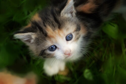 Baby-Animal_1111.jpg