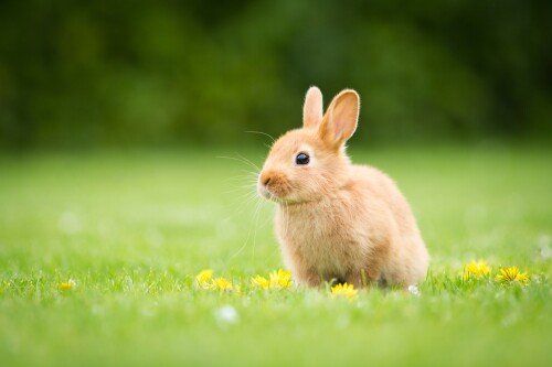 Baby-Animal_1114.jpg