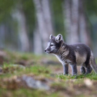 Baby-Animal_1115