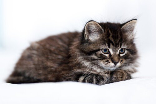 Baby-Animal_1119.jpg
