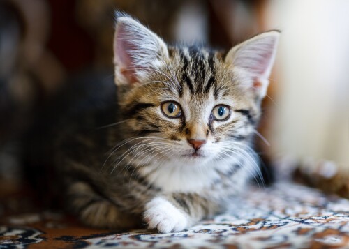 Baby-Animal_1122.jpg