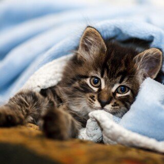Baby-Animal_1123