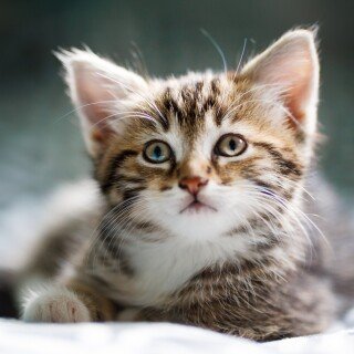 Baby-Animal_1124