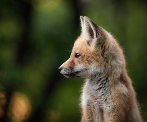 Baby-Animal_1128.jpg