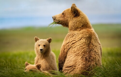 Baby-Animal_1138.jpg