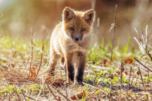 Baby Animal 1145